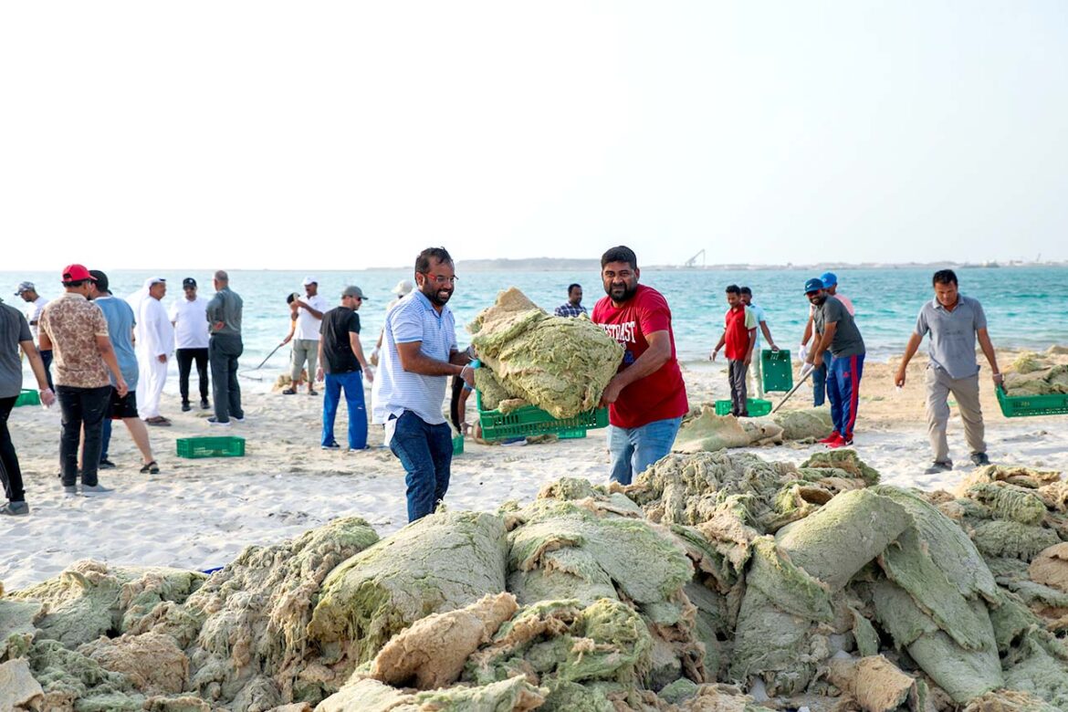 هيئة كهرباء ومياه دبي تساهم في حماية شواطئ محمية جبل علي البحرية